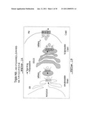 SCREENING ASSAY TO IDENTIFY CORRECTORS OF PROTEIN TRAFFICKING DEFECTS diagram and image