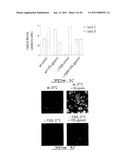 SCREENING ASSAY TO IDENTIFY CORRECTORS OF PROTEIN TRAFFICKING DEFECTS diagram and image