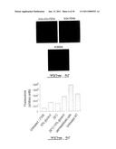 SCREENING ASSAY TO IDENTIFY CORRECTORS OF PROTEIN TRAFFICKING DEFECTS diagram and image