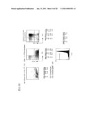 Method of Producing a Mouse Suitable for Engraftment, Differentiation and Proliferation of Heterologous Cells, Mouse Produced by This Method and Use of the Mouse diagram and image