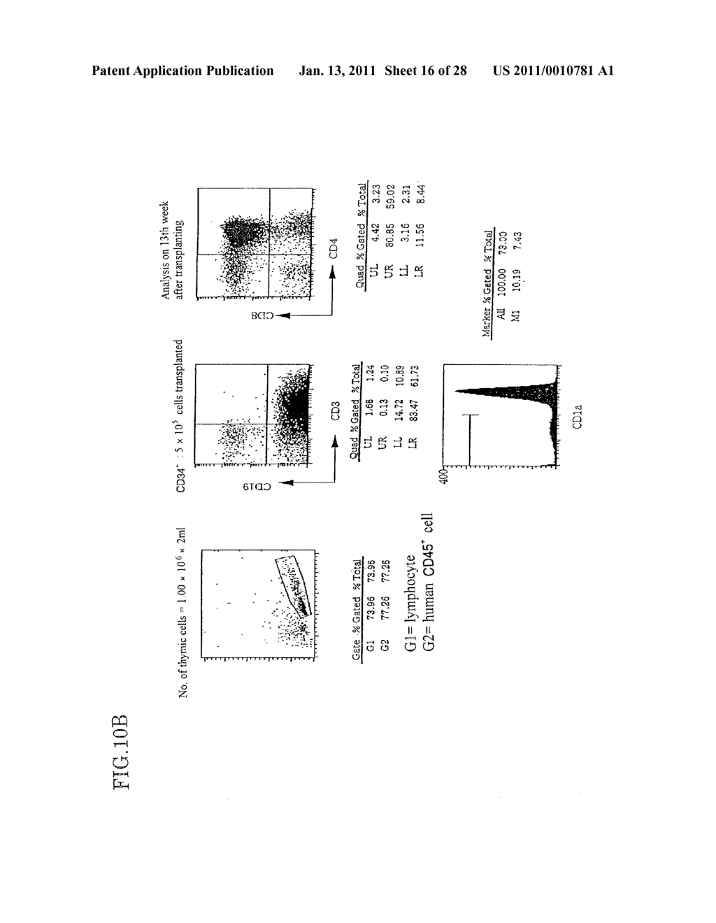 Method of Producing a Mouse Suitable for Engraftment, Differentiation and Proliferation of Heterologous Cells, Mouse Produced by This Method and Use of the Mouse - diagram, schematic, and image 17