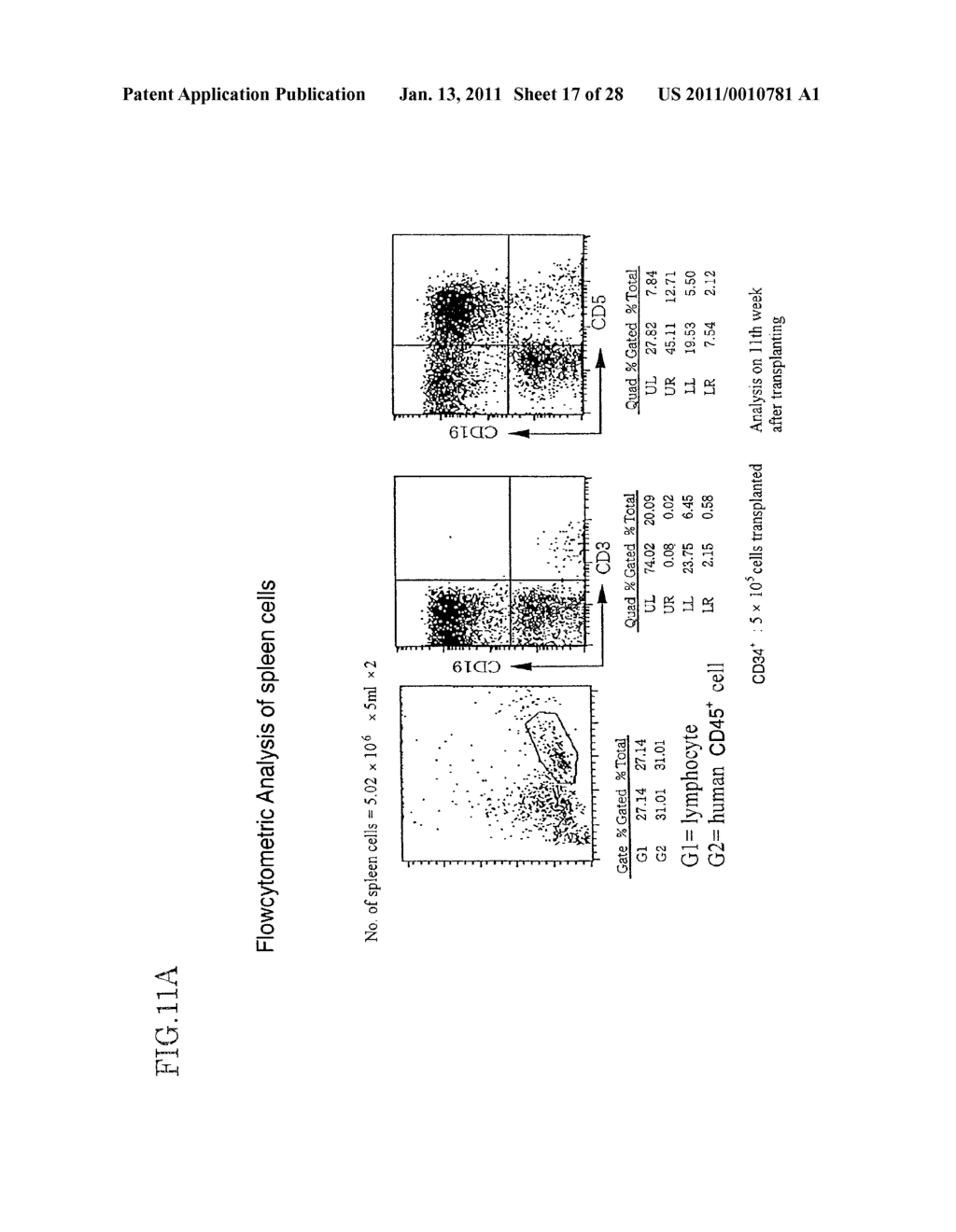 Method of Producing a Mouse Suitable for Engraftment, Differentiation and Proliferation of Heterologous Cells, Mouse Produced by This Method and Use of the Mouse - diagram, schematic, and image 18