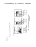 Method of Producing a Mouse Suitable for Engraftment, Differentiation and Proliferation of Heterologous Cells, Mouse Produced by This Method and Use of the Mouse diagram and image