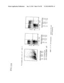 Method of Producing a Mouse Suitable for Engraftment, Differentiation and Proliferation of Heterologous Cells, Mouse Produced by This Method and Use of the Mouse diagram and image