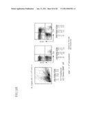 Method of Producing a Mouse Suitable for Engraftment, Differentiation and Proliferation of Heterologous Cells, Mouse Produced by This Method and Use of the Mouse diagram and image