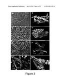 PROBE AND METHOD FOR OBTAINING THREE-DIMENSIONAL COMPOSITIONAL MAPS OF A BIOLOGICAL SAMPLE diagram and image