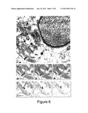 PROBE AND METHOD FOR OBTAINING THREE-DIMENSIONAL COMPOSITIONAL MAPS OF A BIOLOGICAL SAMPLE diagram and image