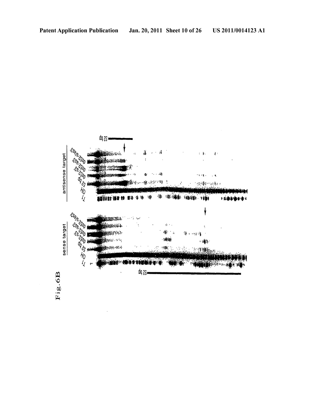 RNA interference mediating small RNA molecules - diagram, schematic, and image 11