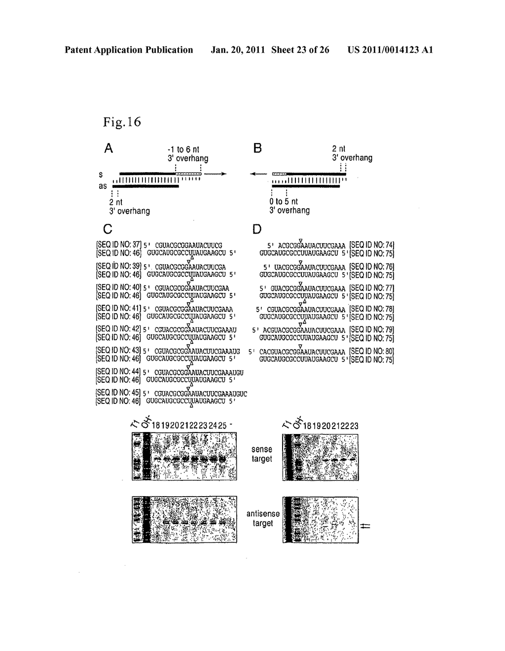 RNA interference mediating small RNA molecules - diagram, schematic, and image 24