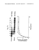 Recombinant Human CLN2 Protein and Methods of Its Production and Use diagram and image