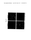 Recombinant Human CLN2 Protein and Methods of Its Production and Use diagram and image