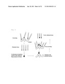 COMPOSITION FOR NEUTRALIZING BOTULINUS TOXIN TYPE-A, AND HUMAN ANTI-BOTULINUS TOXIN TYPE-A ANTIBODY diagram and image