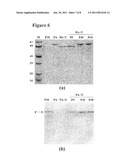 NOVEL PROTEIN CAPABLE OF INHIBITING ANTHRAX TOXIN ACTIVITY diagram and image