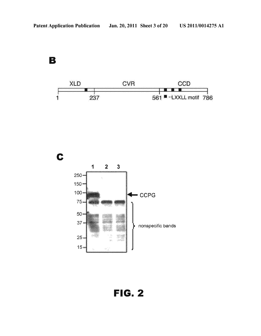 COMPOSITIONS AND METHODS FOR INHIBITING OR INDUCING ADIPOGENESIS - diagram, schematic, and image 04