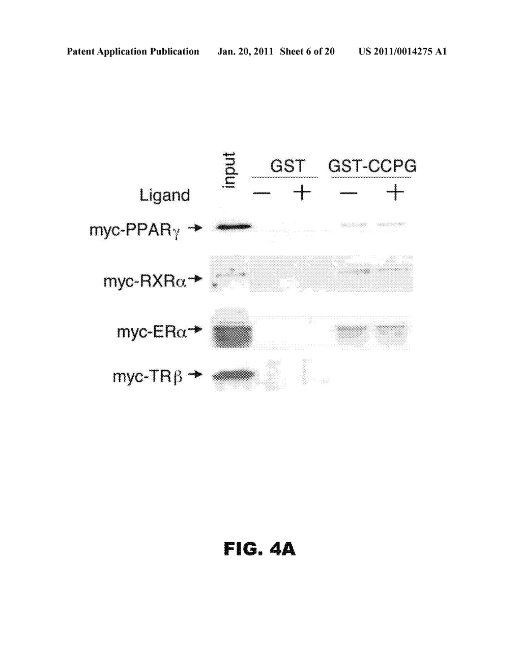 COMPOSITIONS AND METHODS FOR INHIBITING OR INDUCING ADIPOGENESIS - diagram, schematic, and image 07