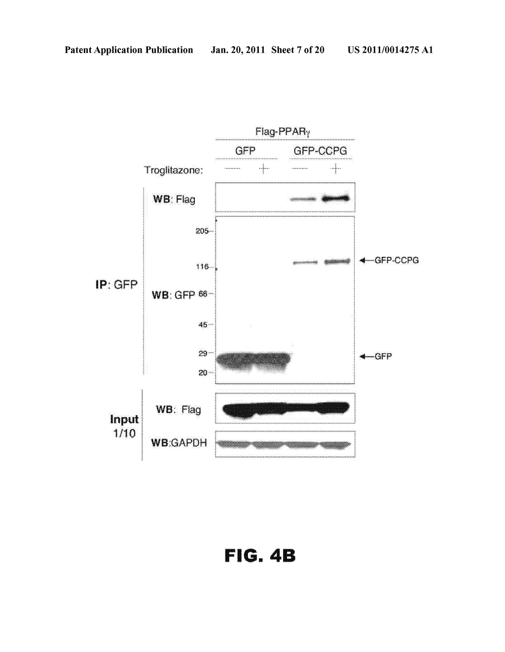 COMPOSITIONS AND METHODS FOR INHIBITING OR INDUCING ADIPOGENESIS - diagram, schematic, and image 08