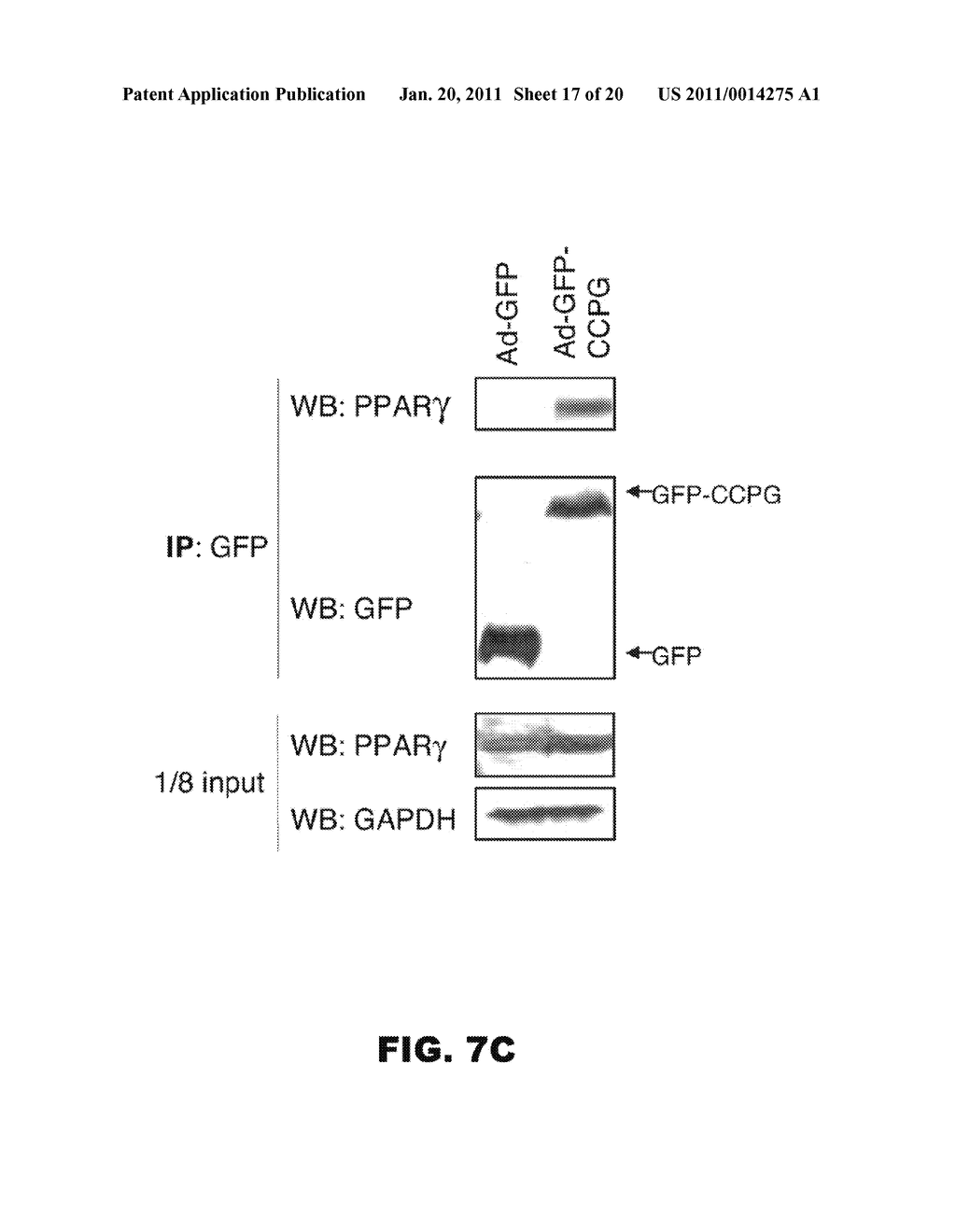 COMPOSITIONS AND METHODS FOR INHIBITING OR INDUCING ADIPOGENESIS - diagram, schematic, and image 18