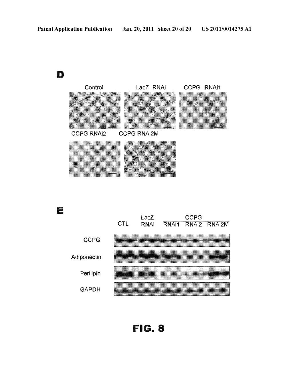 COMPOSITIONS AND METHODS FOR INHIBITING OR INDUCING ADIPOGENESIS - diagram, schematic, and image 21