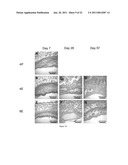 Silk Fibroin Hydrogels and Uses Thereof diagram and image