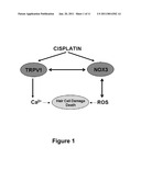 USE OF TRANSPLATIN TO PREVENT HEARING LOSS diagram and image