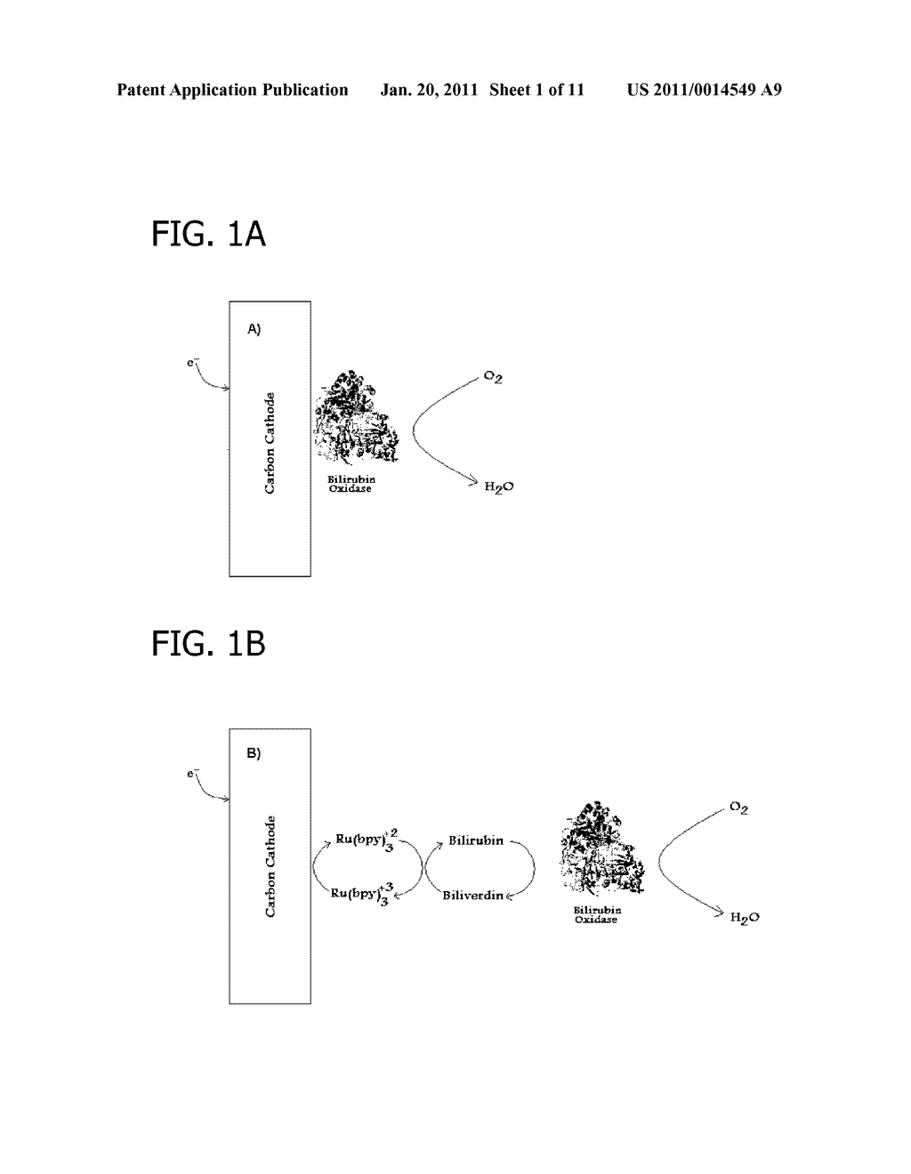 DIRECT ELECTRON TRANSFER USING ENZYMES IN BIOANODES, BIOCATHODES, AND BIOFUEL CELLS - diagram, schematic, and image 02