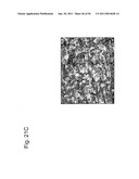 Identification of Surface-Associated Antigens for Tumor Diagnosis and Therapy diagram and image