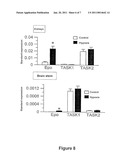 METHOD OF SCREENING FOR COMPOUNDS THAT CAN BE USED FOR THE TREATMENT OF RESPIRATORY CONDITIONS diagram and image