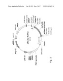 IN VIVO UNNATURAL AMINO ACID EXPRESSION IN THE METHYLOTROPHIC YEAST PICHIA PASTORIS diagram and image