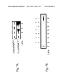 IN VIVO UNNATURAL AMINO ACID EXPRESSION IN THE METHYLOTROPHIC YEAST PICHIA PASTORIS diagram and image