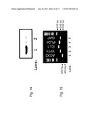 IN VIVO UNNATURAL AMINO ACID EXPRESSION IN THE METHYLOTROPHIC YEAST PICHIA PASTORIS diagram and image