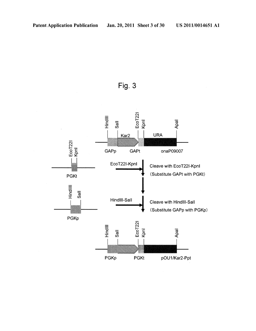 METHOD FOR HIGH-LEVEL SECRETORY PRODUCTION OF PROTEIN - diagram, schematic, and image 04