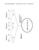 Norovirus and sapovirus antigens diagram and image