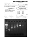 THERMOSTABLE DNA POLYMERASE FROM PALAEOCOCCUS FERROPHILUS diagram and image