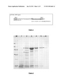 THERMOSTABLE DNA POLYMERASE FROM PALAEOCOCCUS FERROPHILUS diagram and image