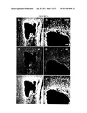 USE OF ENTERIC GLIA diagram and image