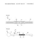 MULTIPLEX BARCODED PAIRED-END DITAG (mbPED) LIBRARY CONSTRUCTION FOR ULTRA HIGH THROUGHPUT SEQUENCING diagram and image