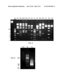 MULTIPLEX BARCODED PAIRED-END DITAG (mbPED) LIBRARY CONSTRUCTION FOR ULTRA HIGH THROUGHPUT SEQUENCING diagram and image