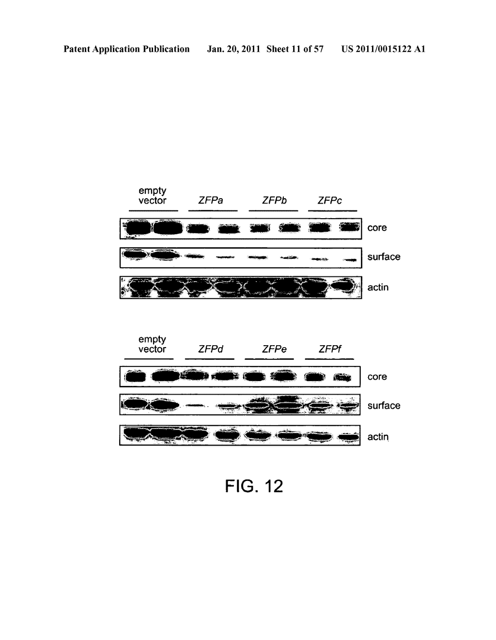 HEPATITIS B VIRUS-BINDING POLYPEPTIDES AND METHODS OF USE THEREOF - diagram, schematic, and image 12