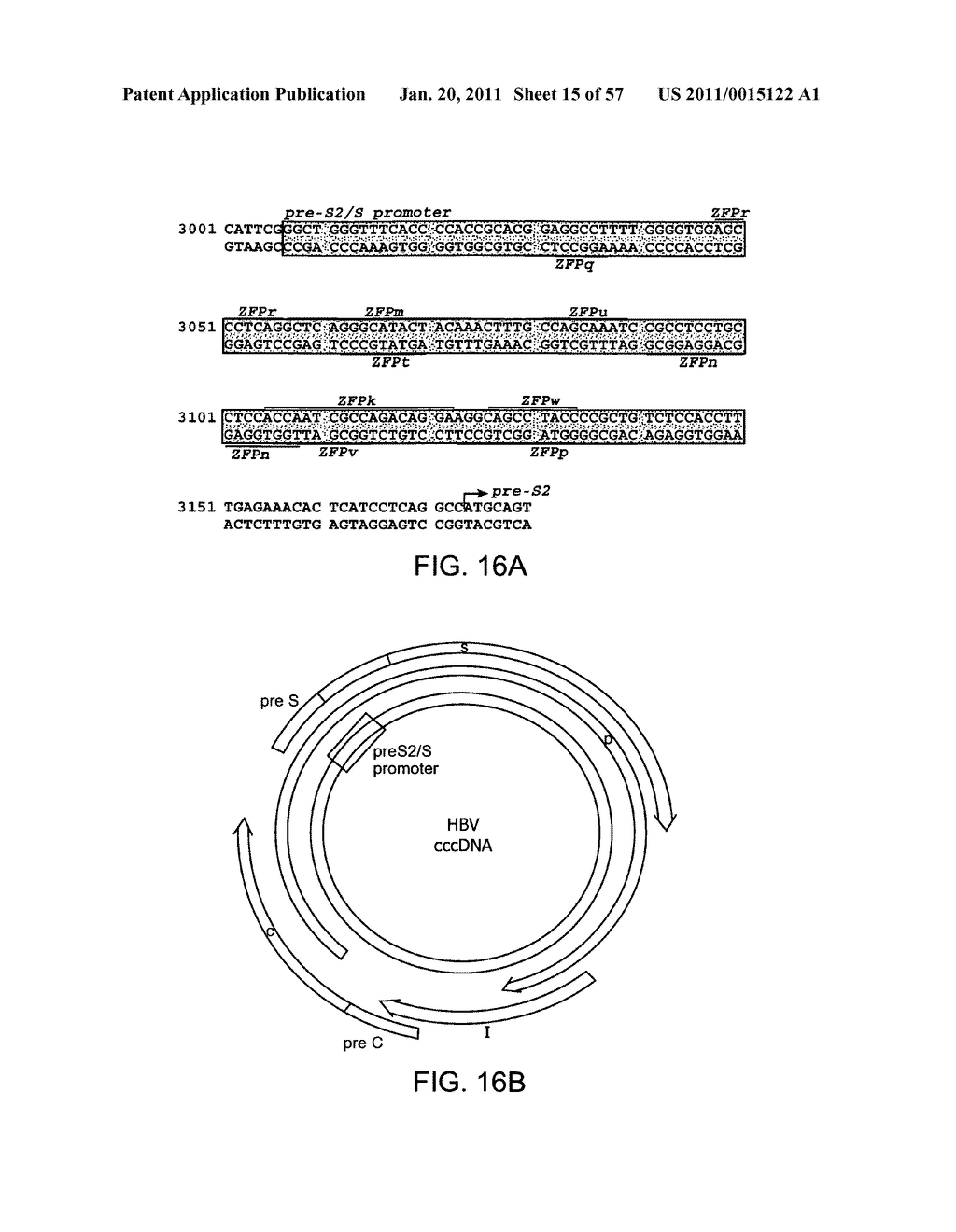 HEPATITIS B VIRUS-BINDING POLYPEPTIDES AND METHODS OF USE THEREOF - diagram, schematic, and image 16
