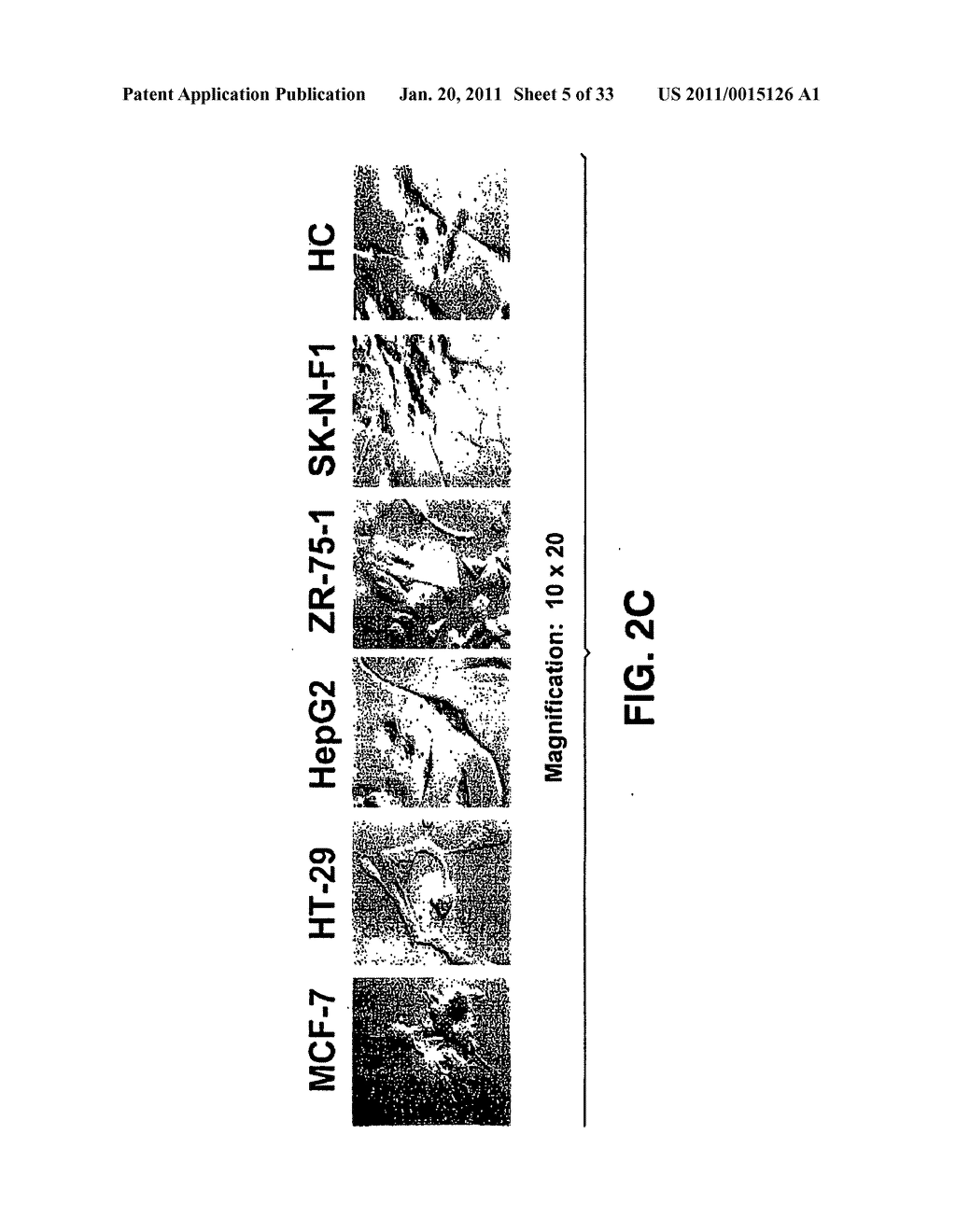 Compositions and Methods For Inducing Apoptosis In Tumor Cells - diagram, schematic, and image 06