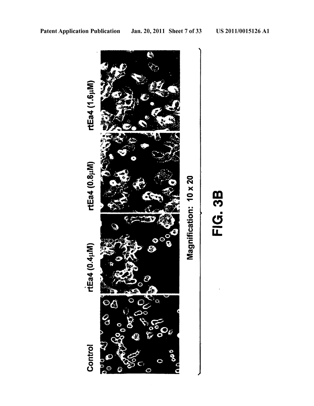 Compositions and Methods For Inducing Apoptosis In Tumor Cells - diagram, schematic, and image 08