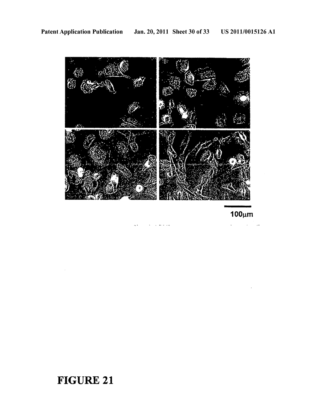 Compositions and Methods For Inducing Apoptosis In Tumor Cells - diagram, schematic, and image 31