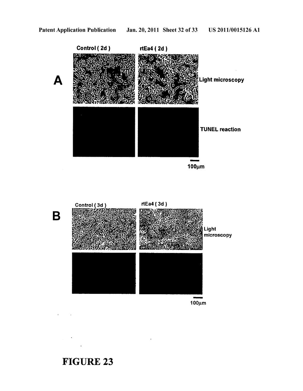 Compositions and Methods For Inducing Apoptosis In Tumor Cells - diagram, schematic, and image 33