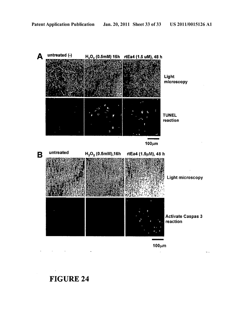 Compositions and Methods For Inducing Apoptosis In Tumor Cells - diagram, schematic, and image 34