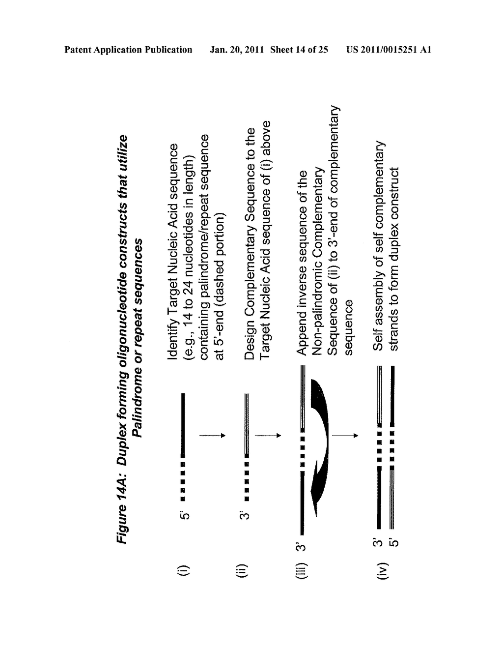 RNA INTERFERENCE MEDIATED INHIBITION OF HUMAN IMMUNODEFICIENCY VIRUS (HIV) GENE EXPRESSION USING SHORT INTERFERING NUCLEIC ACID (siNA) - diagram, schematic, and image 16