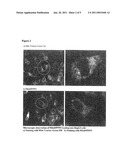 PHOSPHINE COMPOUND, PROCESS FOR PRODUCING THE SAME, AND PEROXIDE SCAVENGER USING THE SAME diagram and image