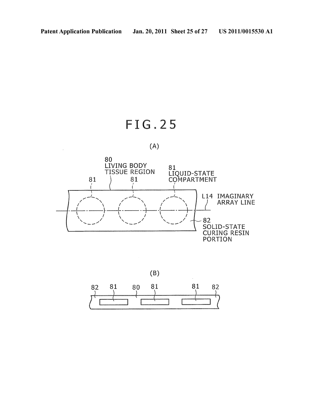 LIVING BODY TISSUE THREE-DIMENSIONAL MODEL AND PRODUCTION METHOD THEREFOR - diagram, schematic, and image 26