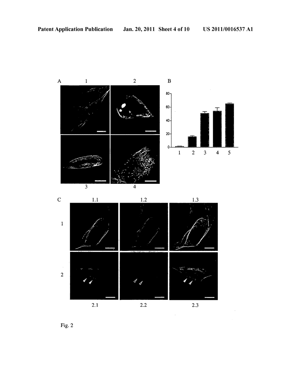 Cellular model of tauopathies for lead identification and drug discovery - diagram, schematic, and image 05