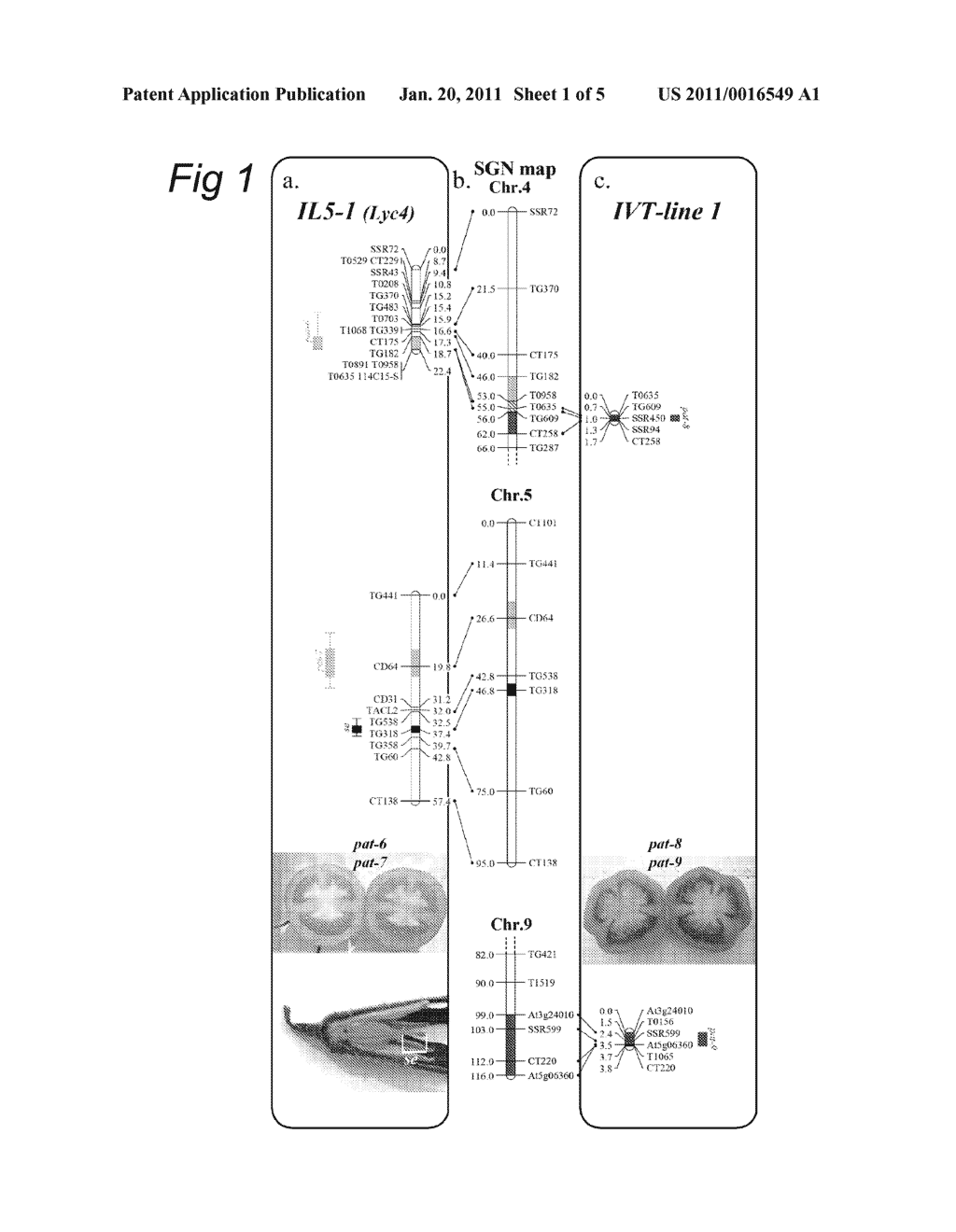 Parthenocarpy Genes in Tomato - diagram, schematic, and image 02