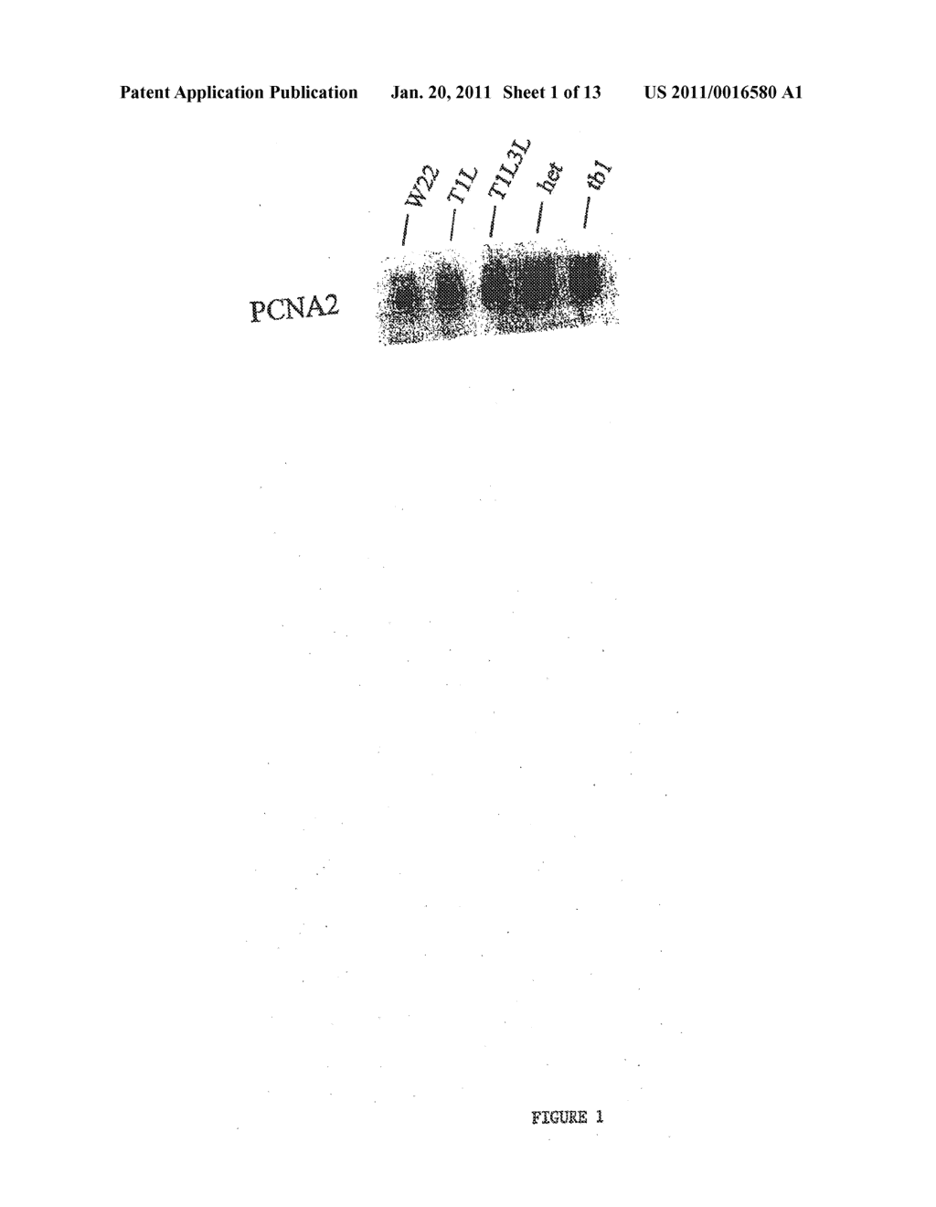 Cell Division and Proliferation Preferred Regulatory Elements and Uses Thereof - diagram, schematic, and image 02